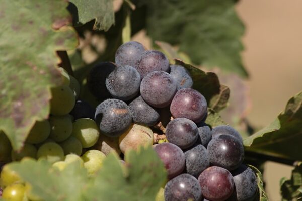 FOTO La Montserratina se une a la Vendimia Pomar 2025 en Carora