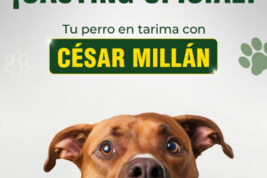 casting oficial 1 story