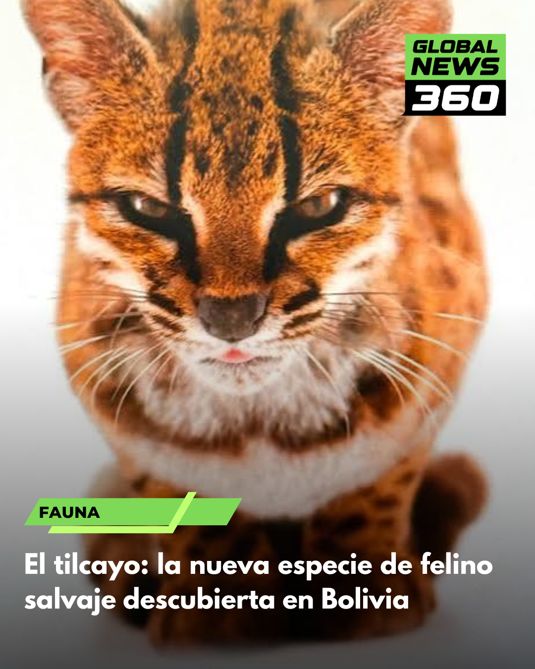 El tilcayo: la nueva especie de felino salvaje descubierta en Bolivia 1 Post Instagram Titulos Noticias Moderno Blanco y Rojo 20260918 173700 0000